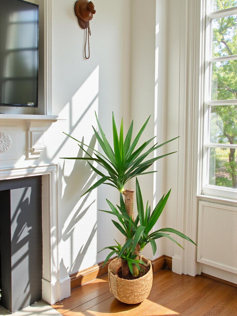 3 Gövdeli Yuka Bitkisi Large 100 - 120 cm(Avize Çiçeği)