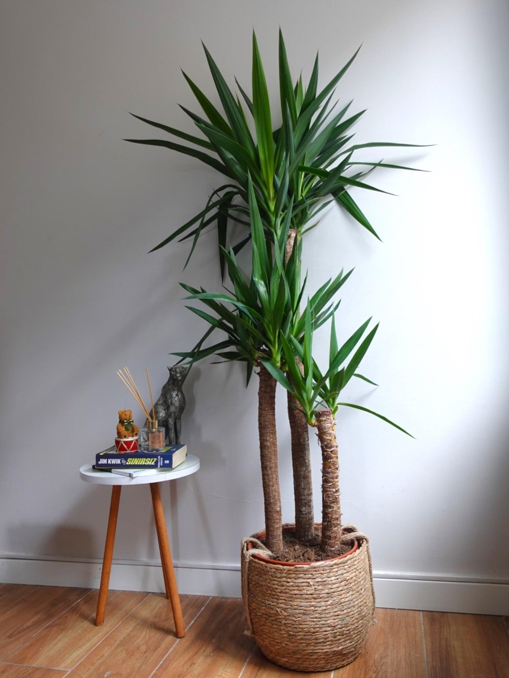 3 Gövdeli Yuka Bitkisi Large 130-150 cm ( Avize Çiçeği -  Yucca Massengena)