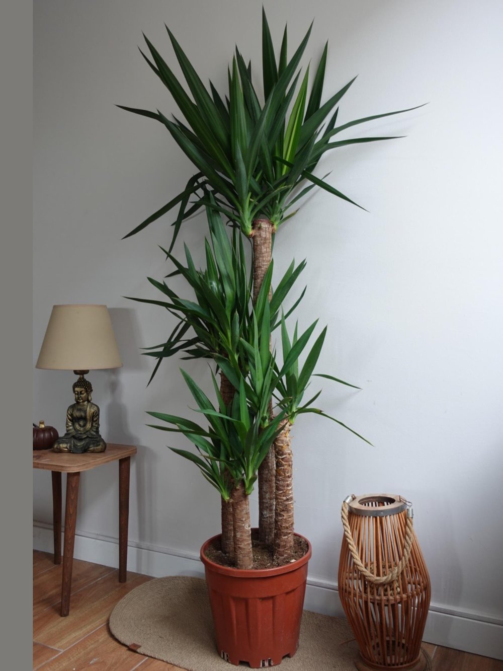 4 Gövdeli Dev Yuka 150-170 cm - XXL Dolgun Form – Yucca Massengena 