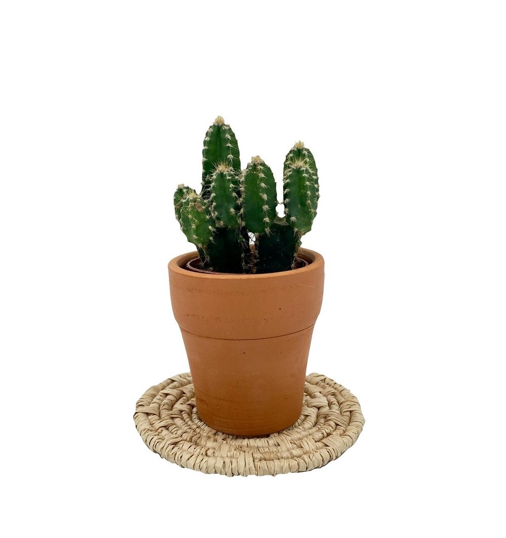 Cereus Peruvianus Florida Radyasyon Kaktüs