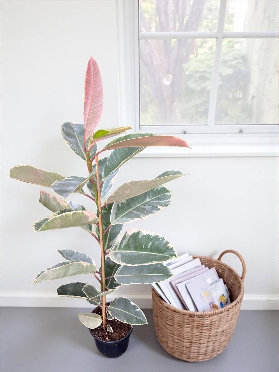 Alacalı Kauçuk Bitkisi (Ficus Elastica Tineke) 120-130 cm