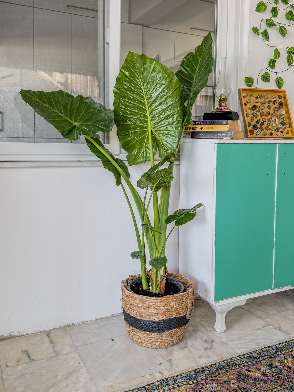 Alocasia Macrorrhizos XL (Fil Kulağı) 160 - 170 cm – Tropikal Ormanın Dev Mirası 🌿