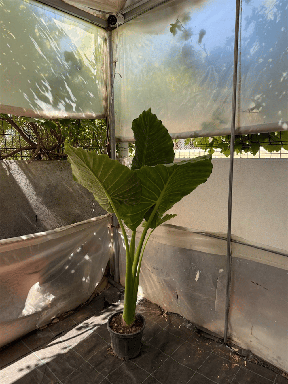 Alocasia Macrorrhizos XL (Fil Kulağı) 160 - 170 cm – Tropikal Ormanın Dev Mirası 🌿