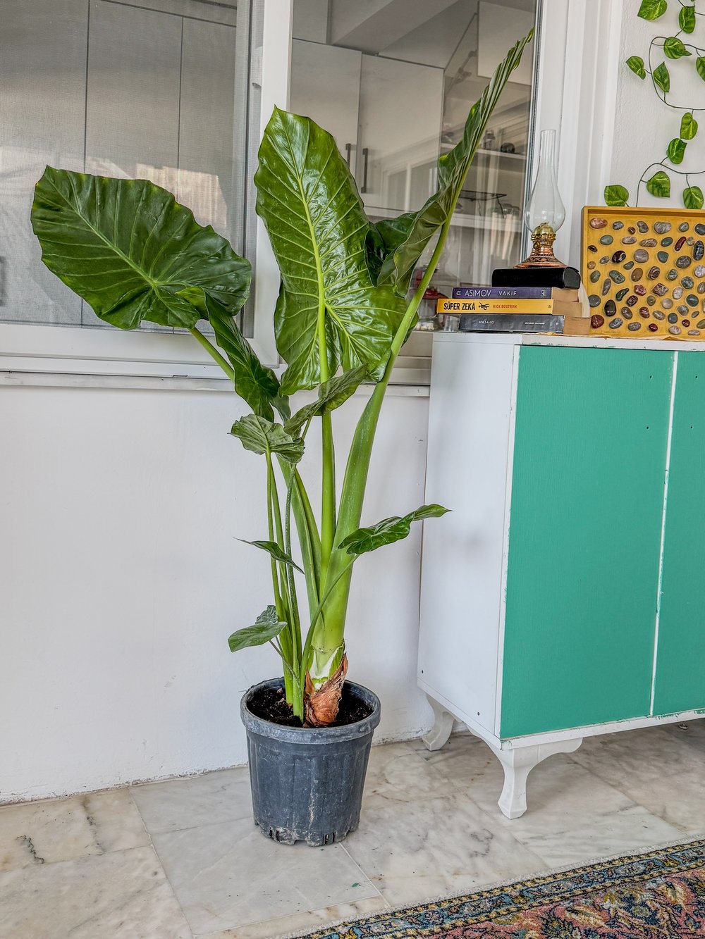 Alocasia Macrorrhizos XL (Fil Kulağı) 160 - 170 cm – Tropikal Ormanın Dev Mirası 🌿
