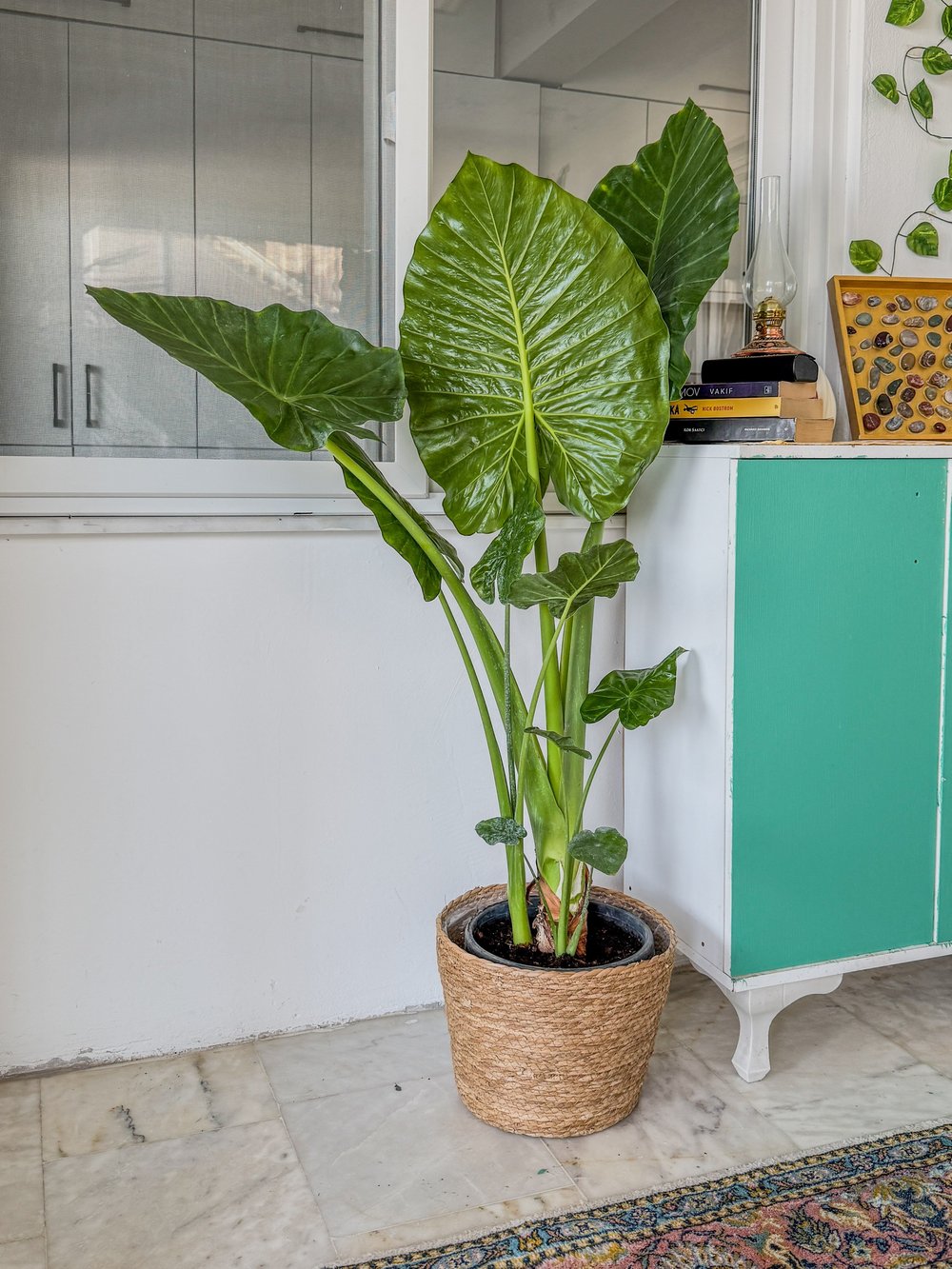 Alocasia Macrorrhizos XL (Fil Kulağı) 160 - 170 cm – Tropikal Ormanın Dev Mirası 🌿