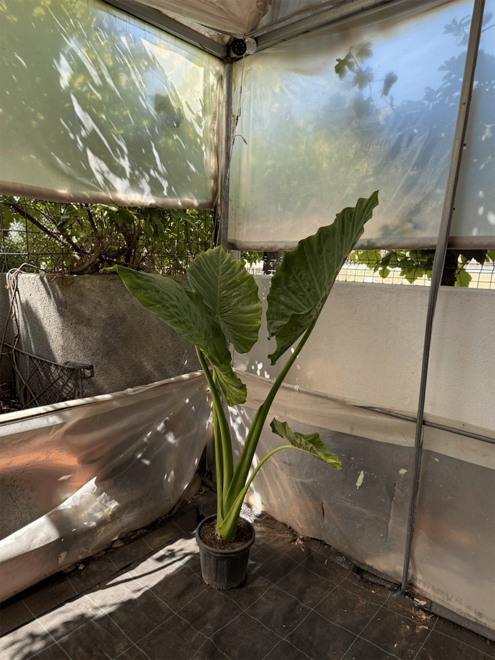 Alocasia Macrorrhizos XL (Fil Kulağı) 160 - 170 cm – Tropikal Ormanın Dev Mirası 🌿