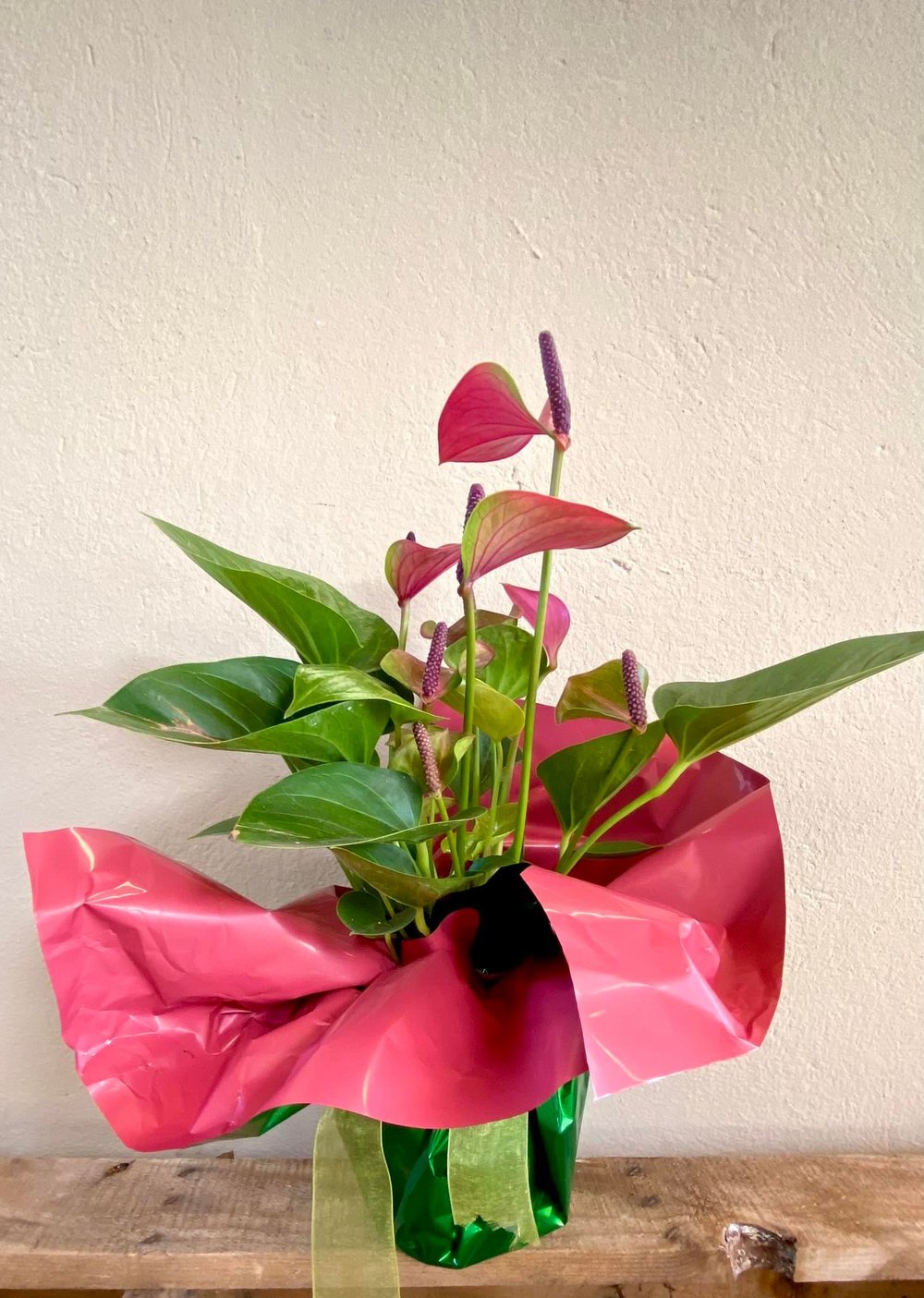 Anthurium Red - Kırmızı Antoryum Flamingo Çiçeği Hediyelik