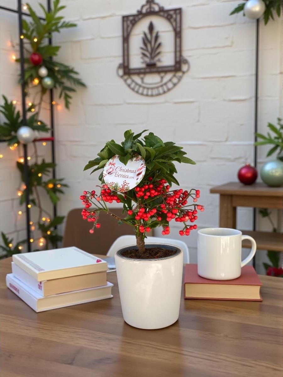 Ardisia Crenata (Aşk Meyvesi): Tutkunun Kırmızı Mücevherleri ❤️