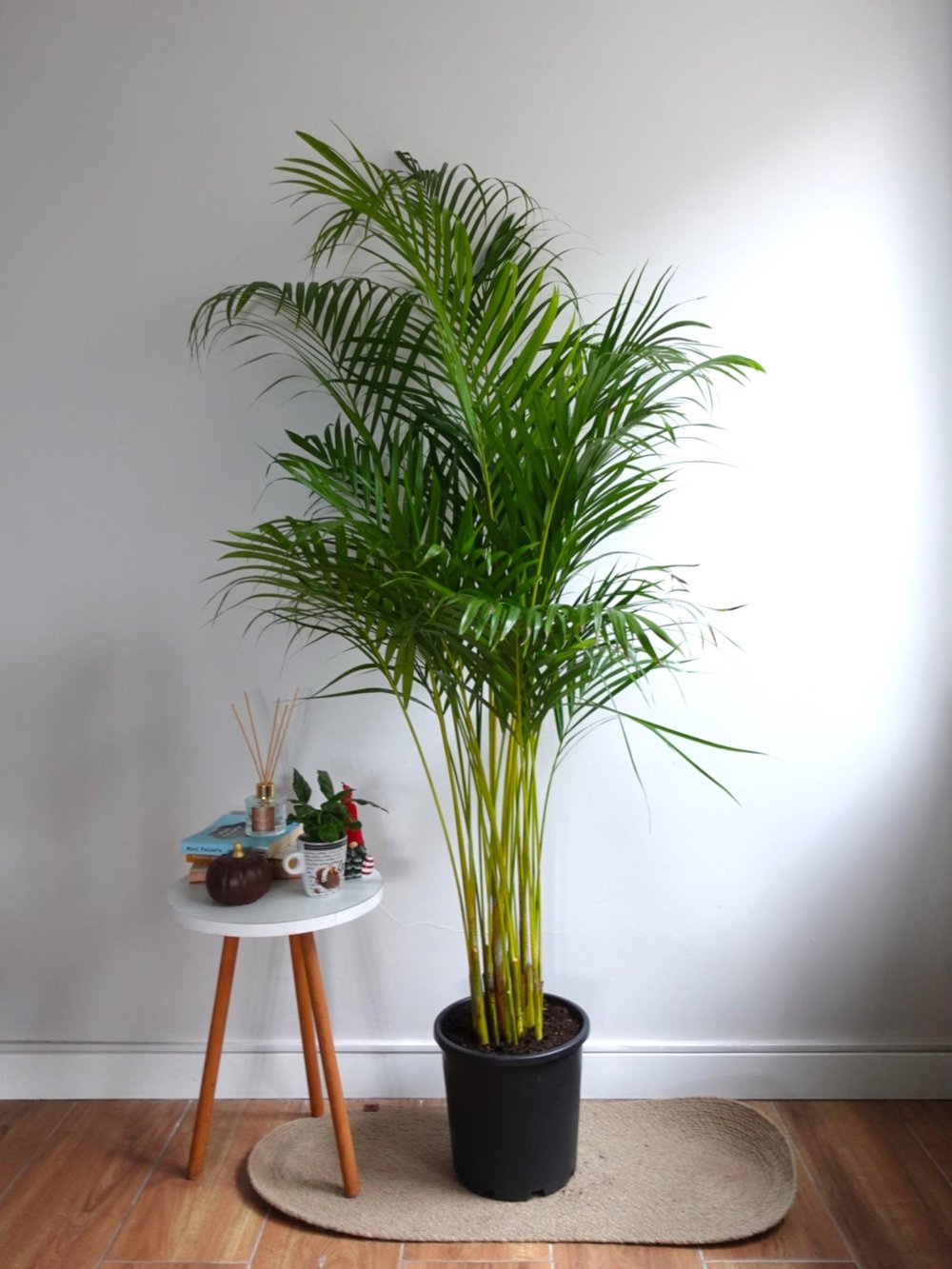 Areka Palmiyesi 140-150 cm (Areca Dypsis Lutescens)