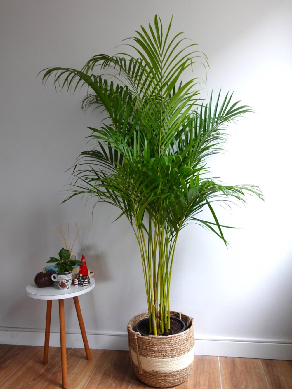 Areka Palmiyesi 140-150 cm (Areca Dypsis Lutescens)