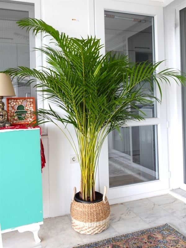 Areka Palmiyesi (XL 120-140 cm) – Evinizde Tropikal Bir Hava ve Evcil Hayvan Dostu Ferahlık 🌴