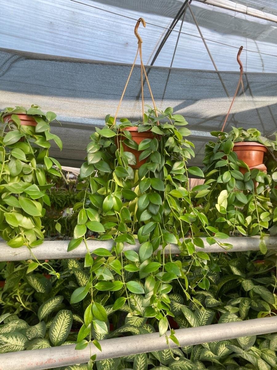 Askılı Ruj Çiçeği - Aeschynanthus