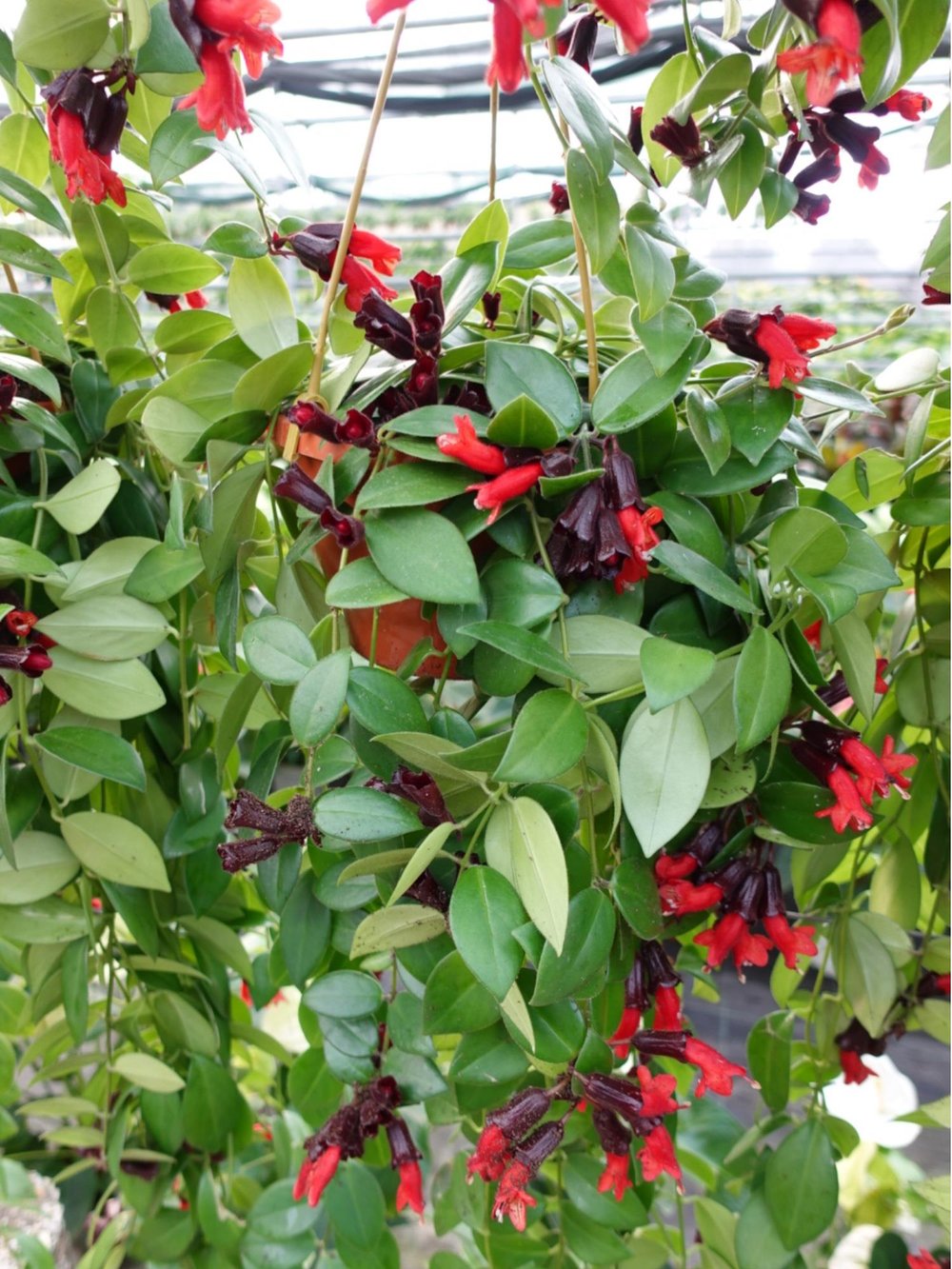 Askılı Ruj Çiçeği - Aeschynanthus