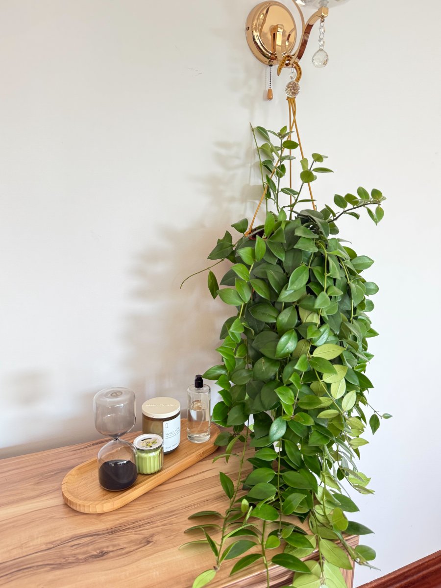 Askılı Ruj Çiçeği - Aeschynanthus