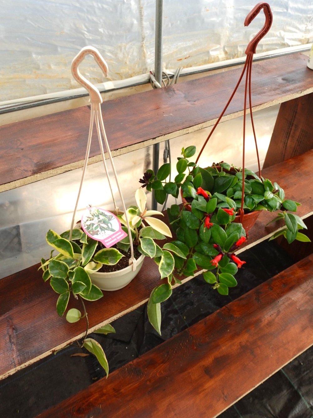 Askılı Ruj (Aeschynanthus) ve Mum (Hoya) Bitkisi Seti – Tropikal İkili 🌿