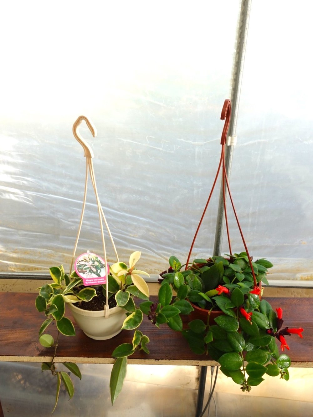 Askılı Ruj (Aeschynanthus) ve Mum (Hoya) Bitkisi Seti – Tropikal İkili 🌿