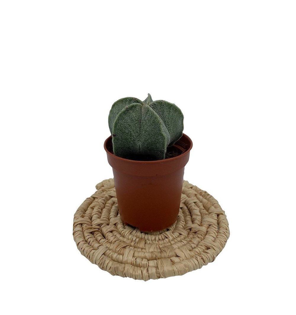 Astrophytum Myriostigma Özel Tür Kaktüs