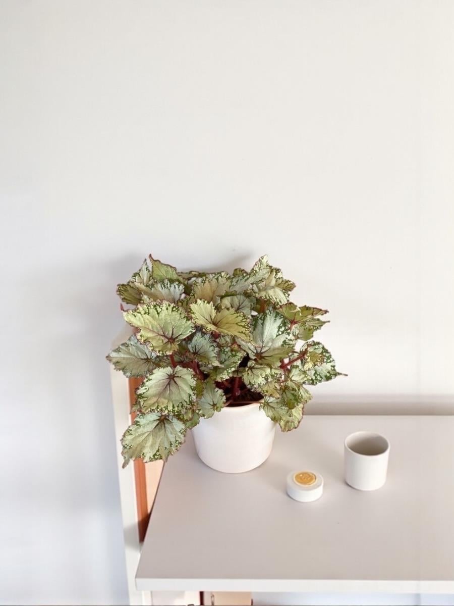 Begonya (Begonia) Rex Asian İthal Yaprak Güzeli 