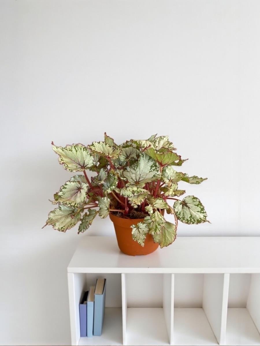 Begonya (Begonia) Rex Asian İthal Yaprak Güzeli 