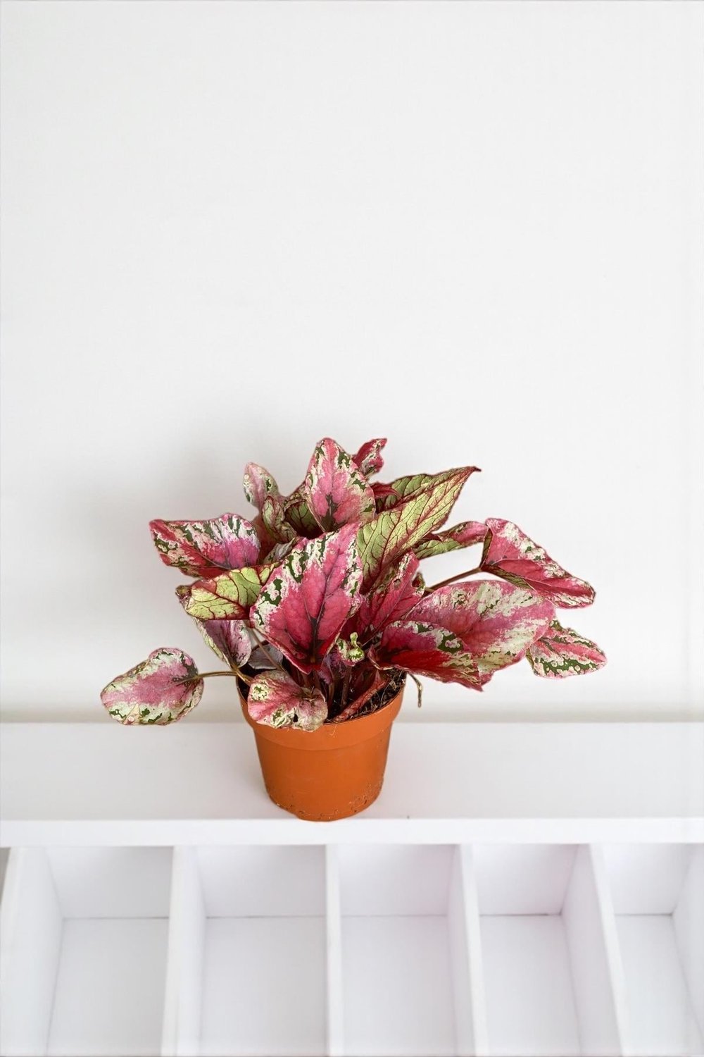 Begonya (Begonia) Rex İthal Yaprak Güzeli