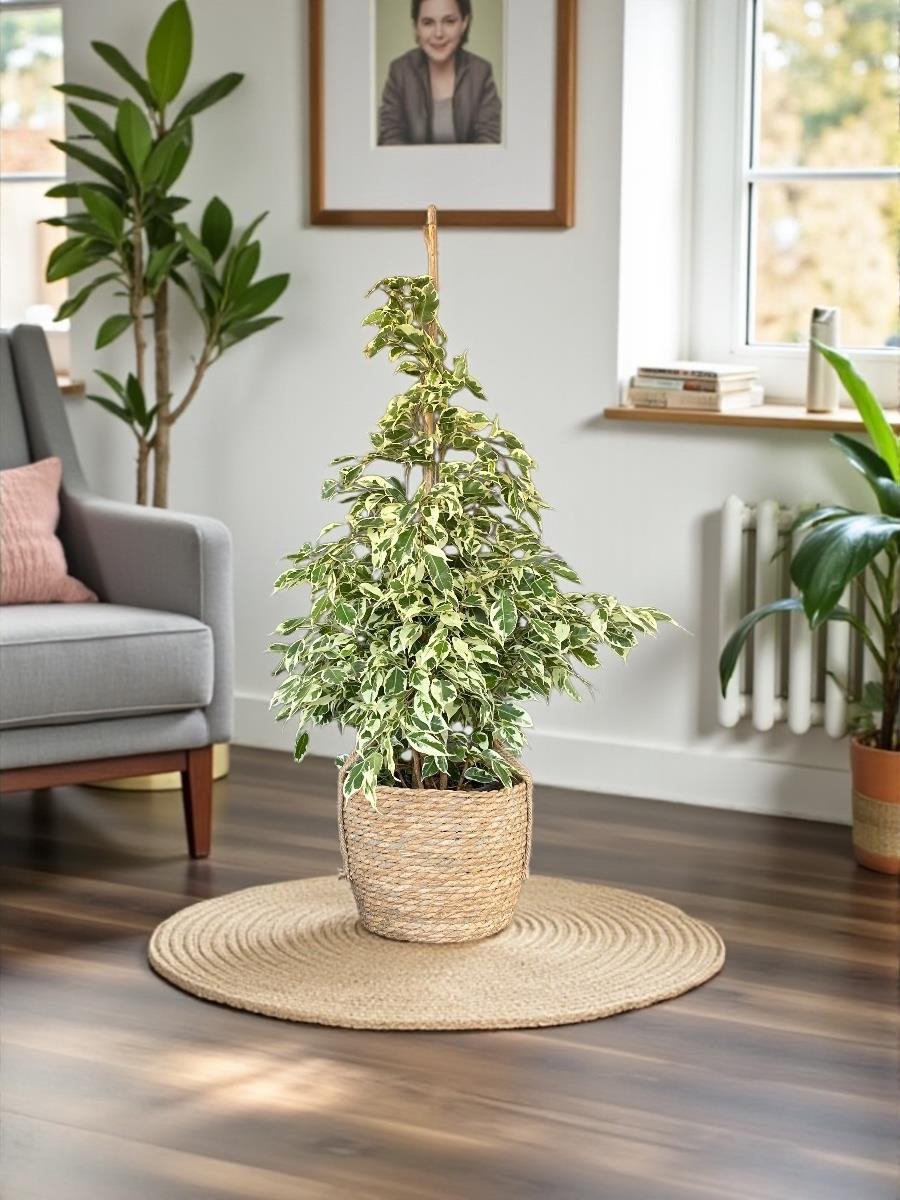 Benjamin Starlight Alacalı 90-100 cm 