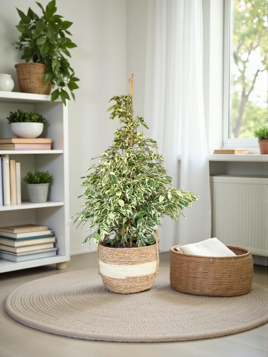 Benjamin Starlight Alacalı 90-100 cm 