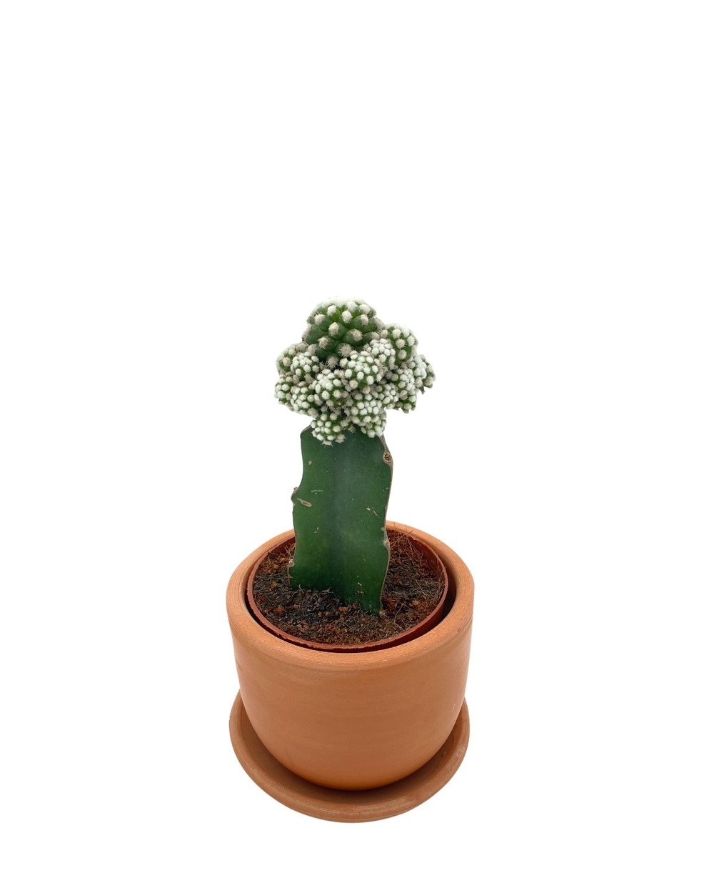 Beyaz Aşılı Kaktüs Mammillaria Gracilis Çap 8.5