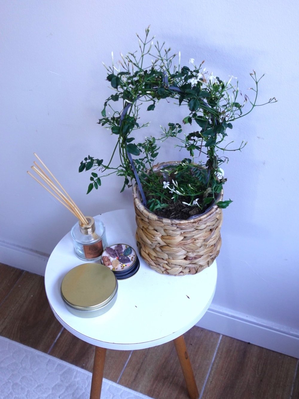 Bol Kokulu ve Çiçekli Jasminum Polyanthum Kış Yasemini (Ada Yasemini)