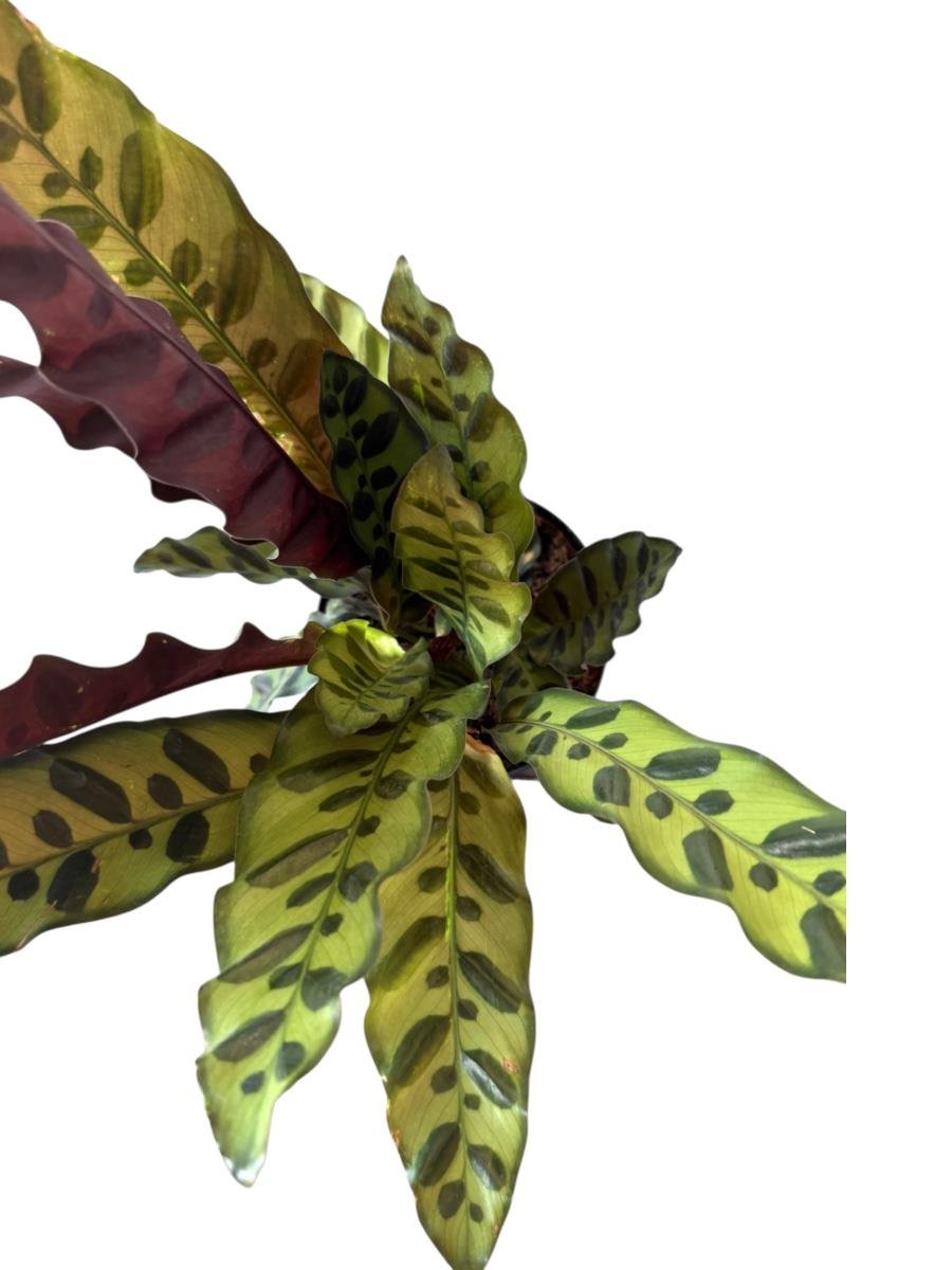 Calathea Lancifolia - Dua Çiçeği