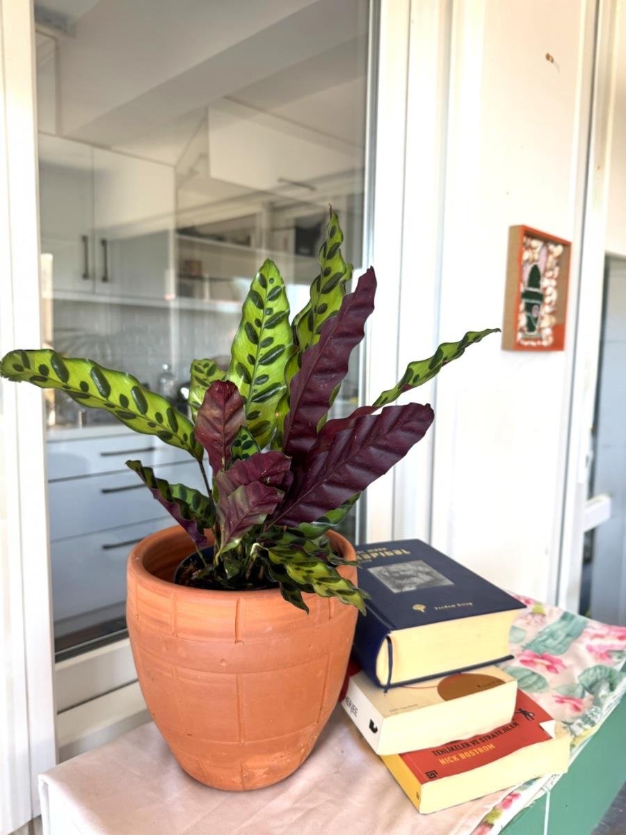 Calathea Lancifolia - Dua Çiçeği
