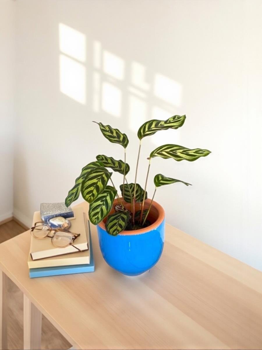Calathea Makoyana - Dua Çiçeği 40-50 cm