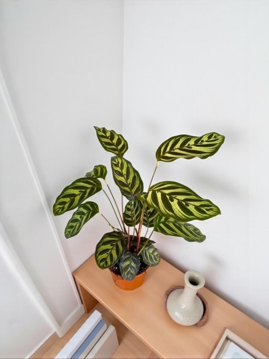 Calathea Makoyana - Dua Çiçeği 40-50 cm
