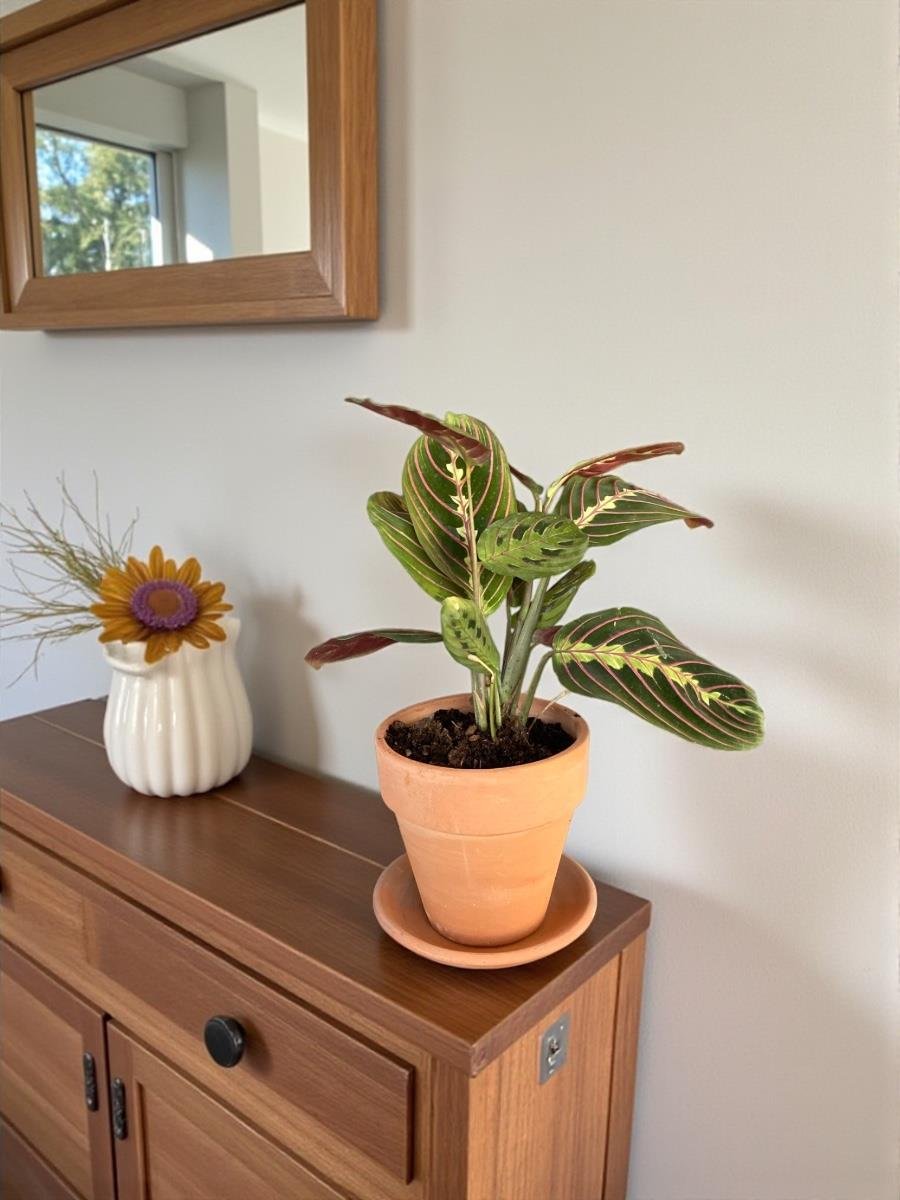 Calathea Marantha Dua Çiçeği Maranta