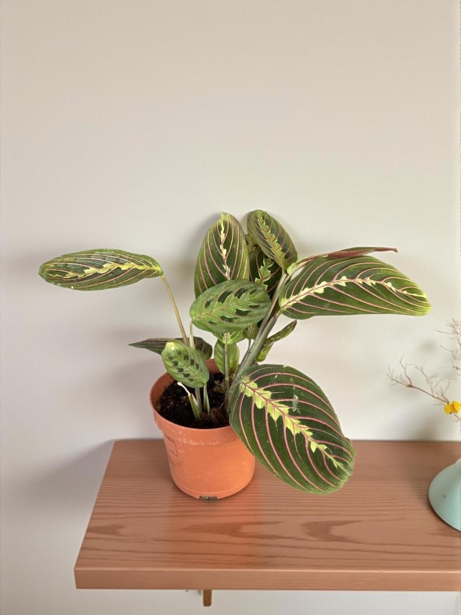 Calathea Marantha Dua Çiçeği Maranta