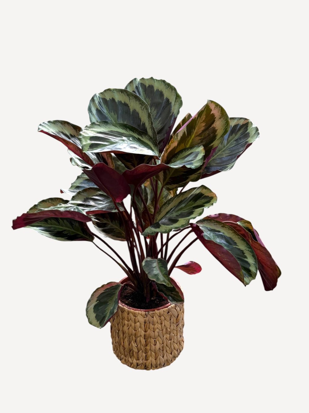 Calathea Medallion (Dua Çiçeği) 60-70 cm