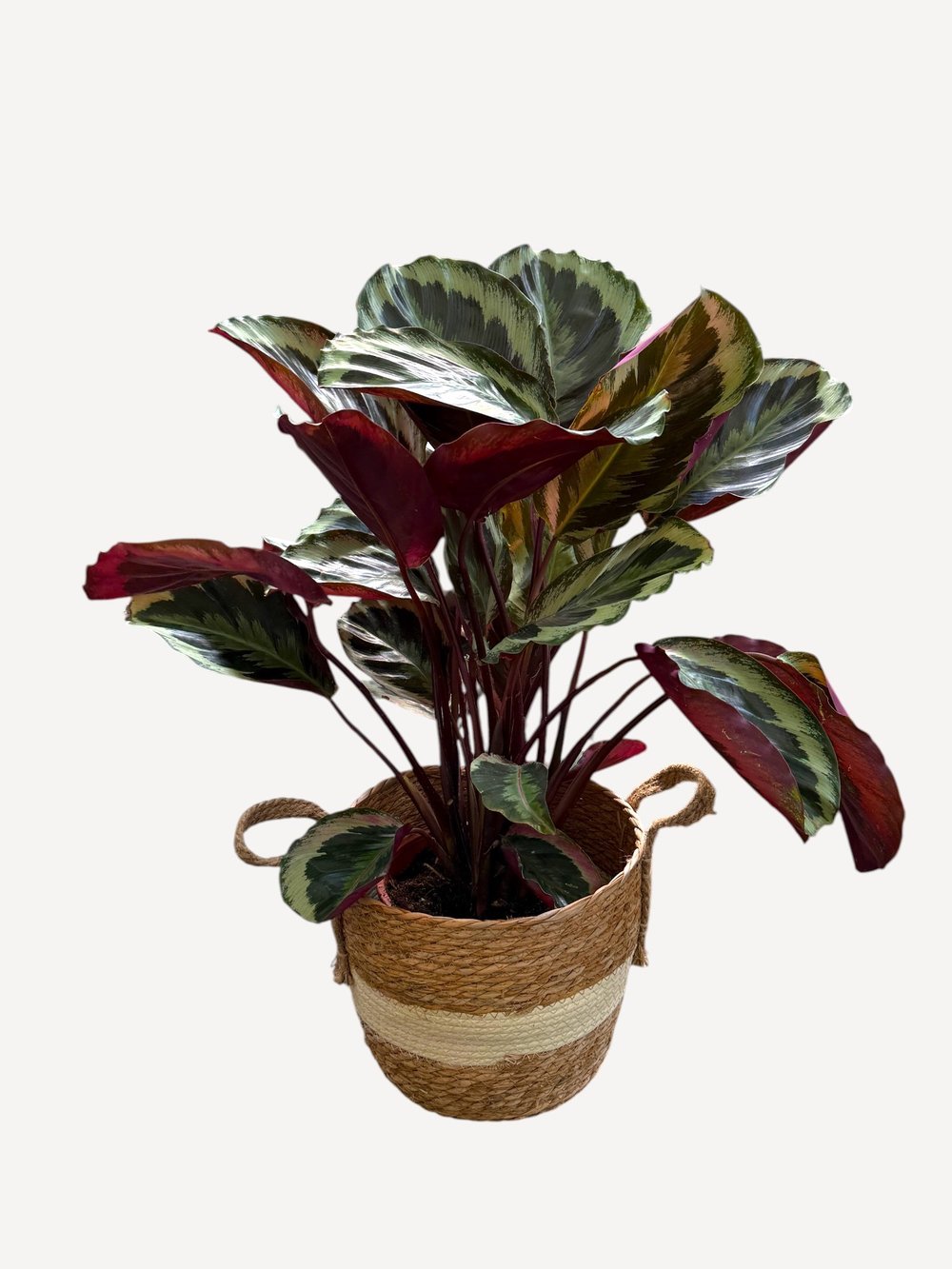 Calathea Medallion (Dua Çiçeği) 60-70 cm