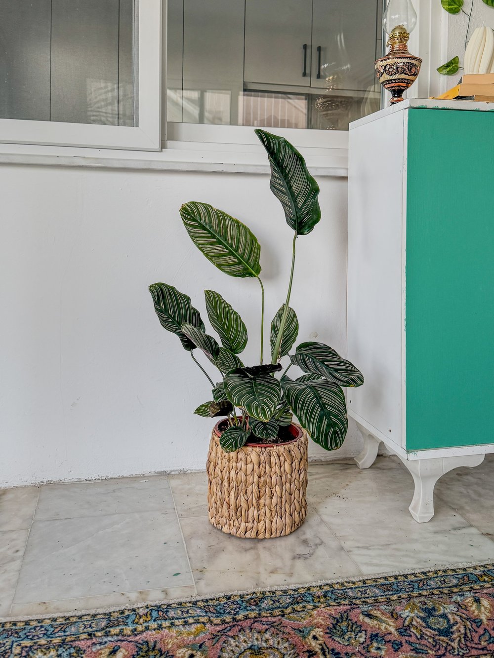 Calathea Ornata Sanderiana (Dua Çiçeği) 60-70 cm 