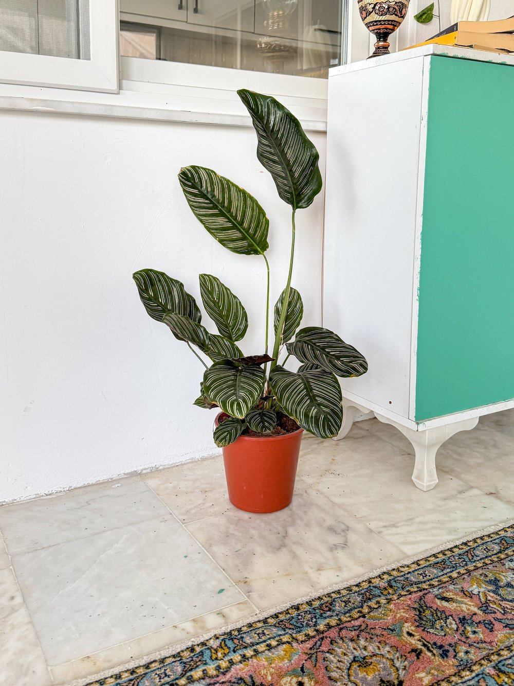 Calathea Ornata Sanderiana (Dua Çiçeği) 60-70 cm 