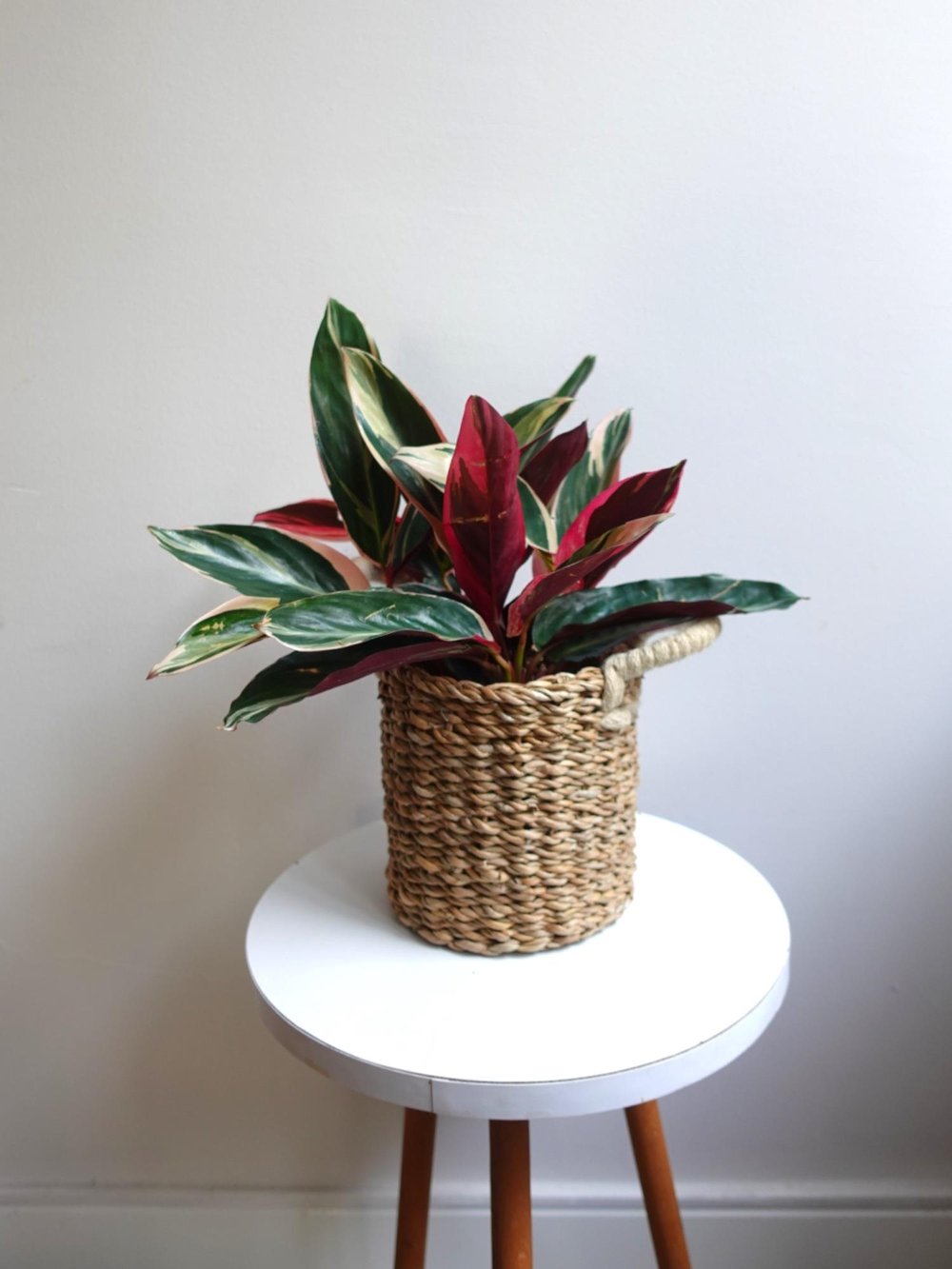 Calathea Triostar (Dua Çiçeği) – Ebruli Pembe Yapraklı Özel Tür