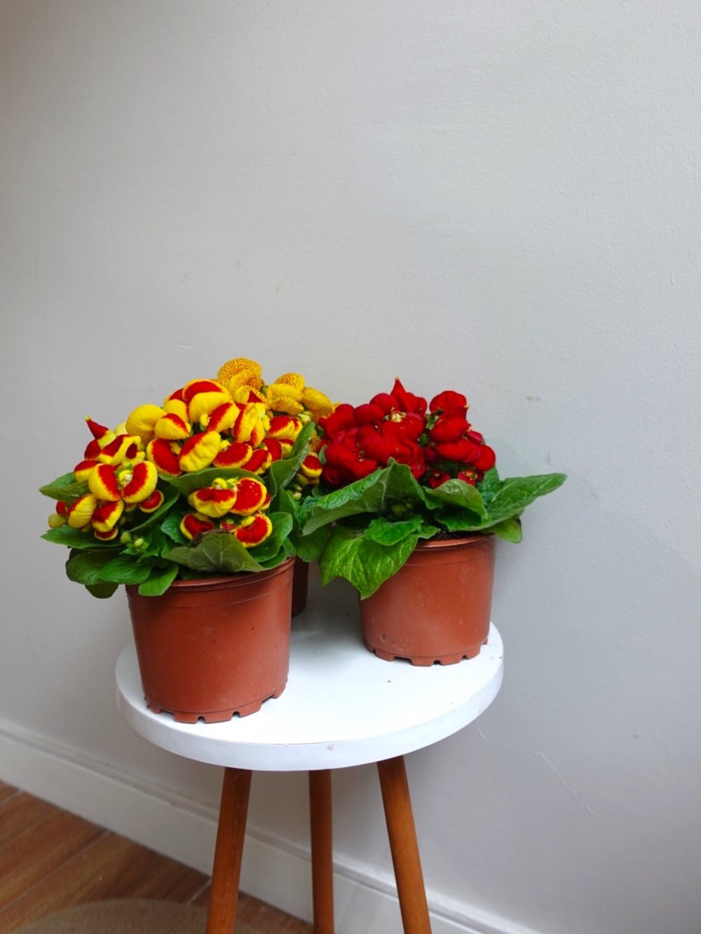 Çanta Çiçeği - Hanım Çiçeği (Calceolaria) 3lü Avantaj Seti 👛