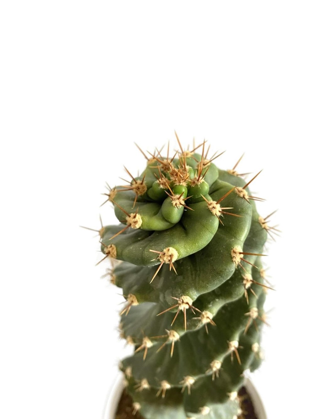 Cereus Jamacuru Spiral Dönen Kaktus