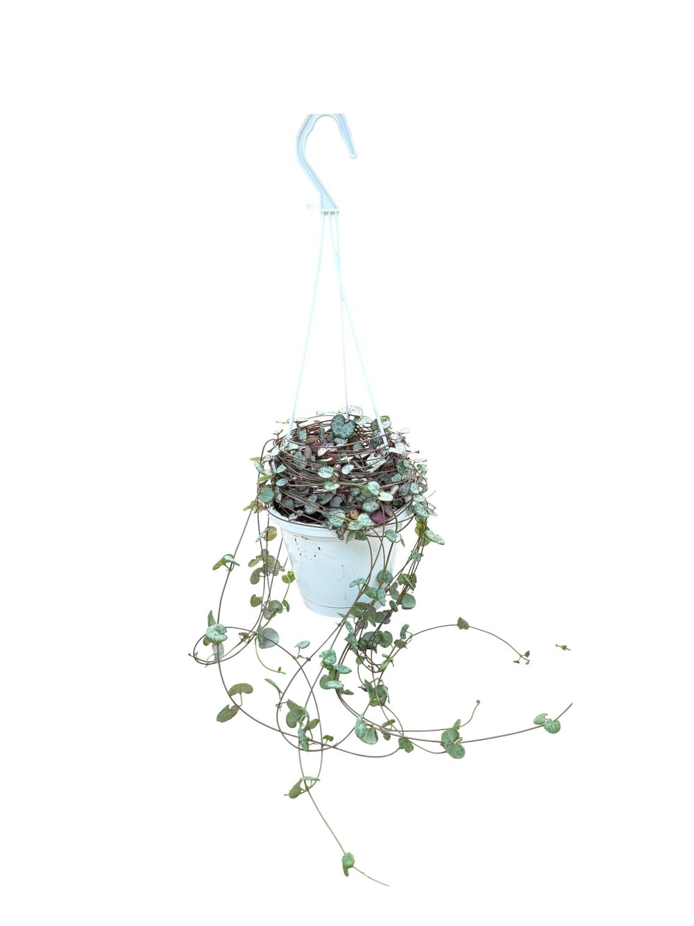 Ceropegia Woodii (Kalp Kalbe Karşı) – Aşkı Yansıtan Zarif Sarmallar 💖