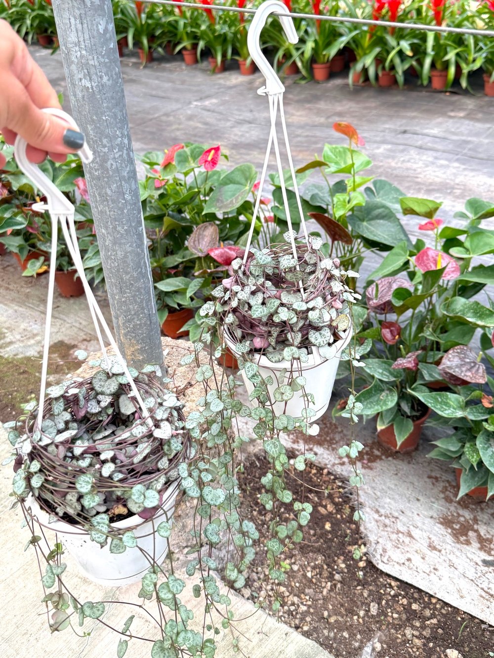 Ceropegia Woodii (Kalp Kalbe Karşı) – Aşkı Yansıtan Zarif Sarmallar 💖