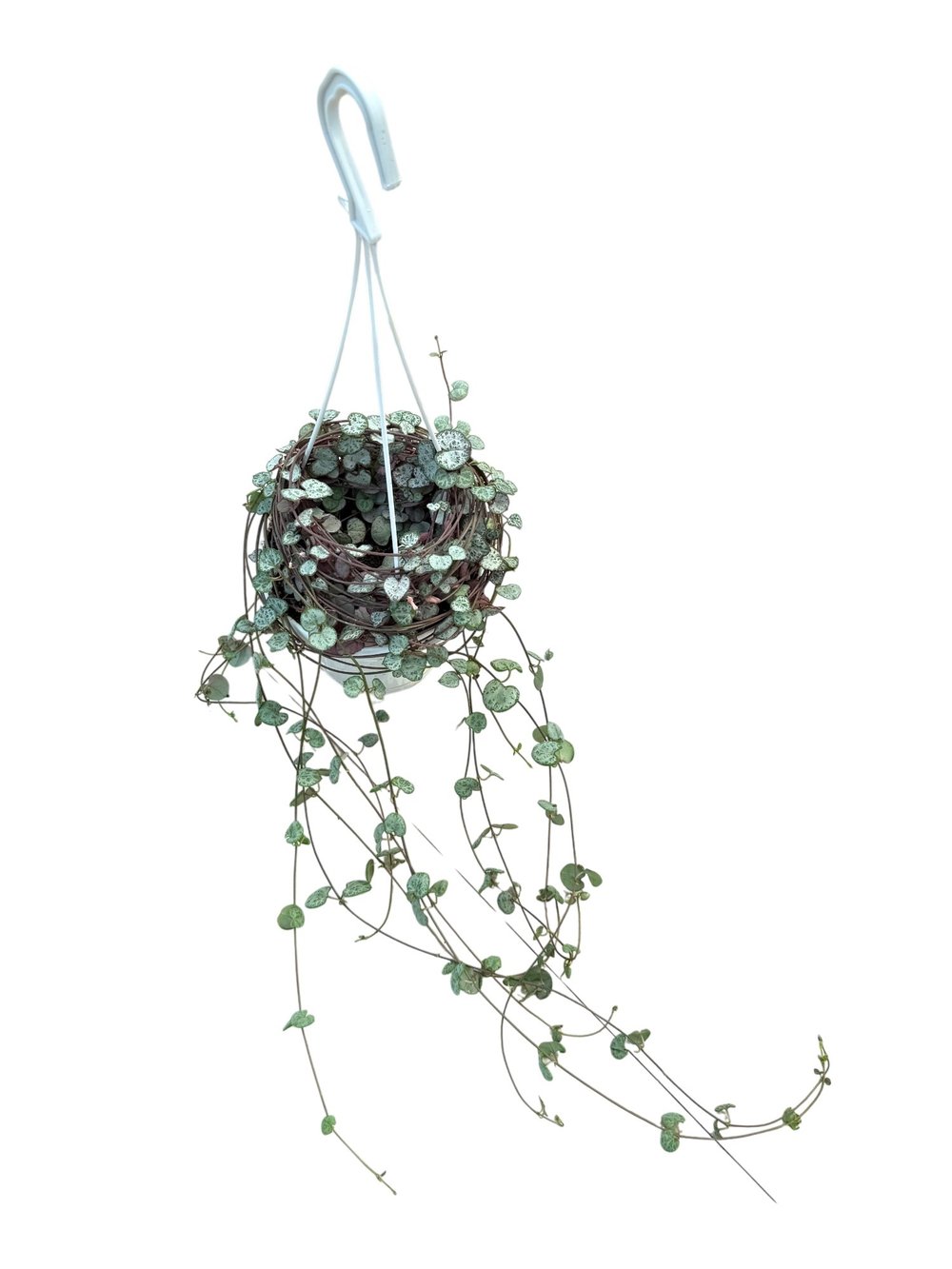 Ceropegia Woodii (Kalp Kalbe Karşı) – Aşkı Yansıtan Zarif Sarmallar 💖