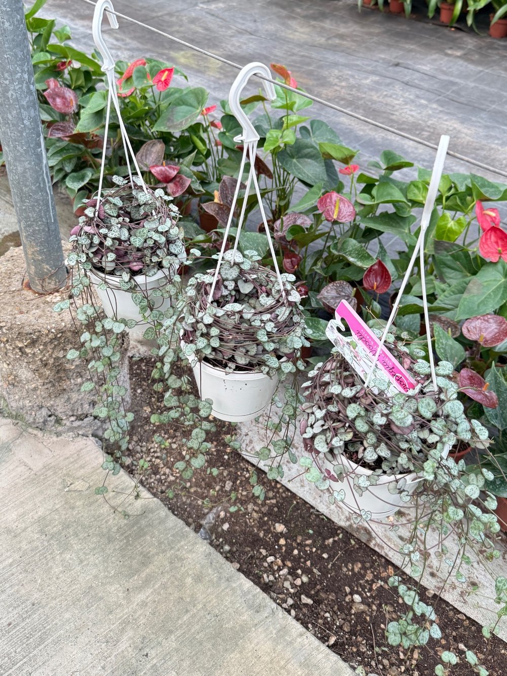 Ceropegia Woodii (Kalp Kalbe Karşı) – Aşkı Yansıtan Zarif Sarmallar 💖