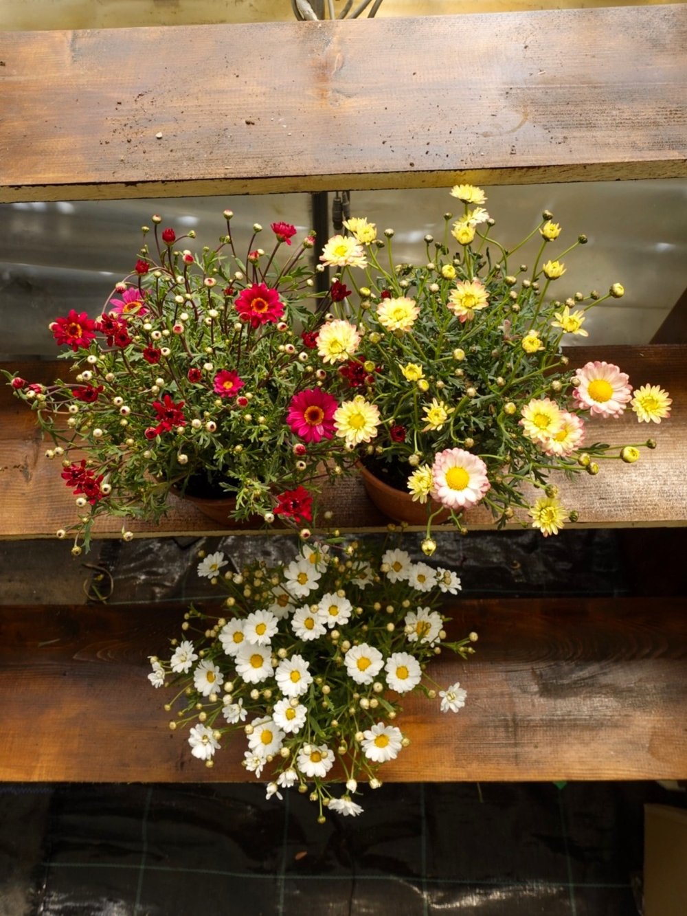 Çeşme Papatyası 3lü Set – Egenin Bitmeyen Bahar Neşesi 🌼