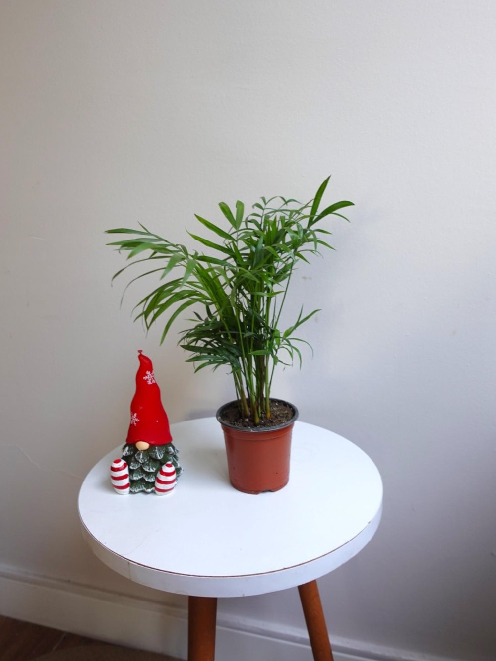 Chamaedorea Elegans Dağ Palmiyesi