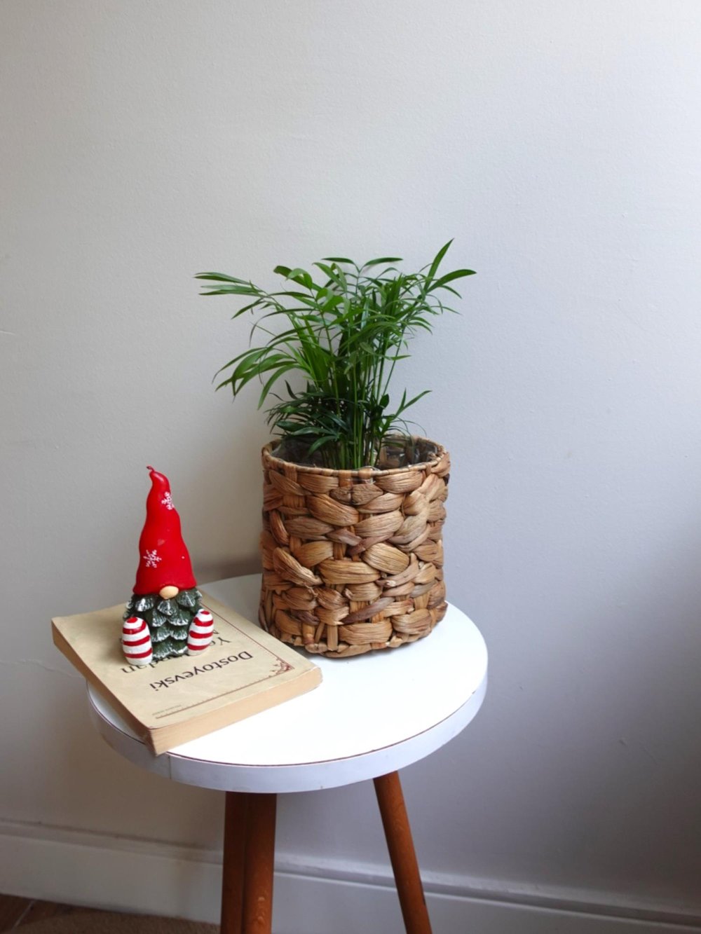 Chamaedorea Elegans Dağ Palmiyesi