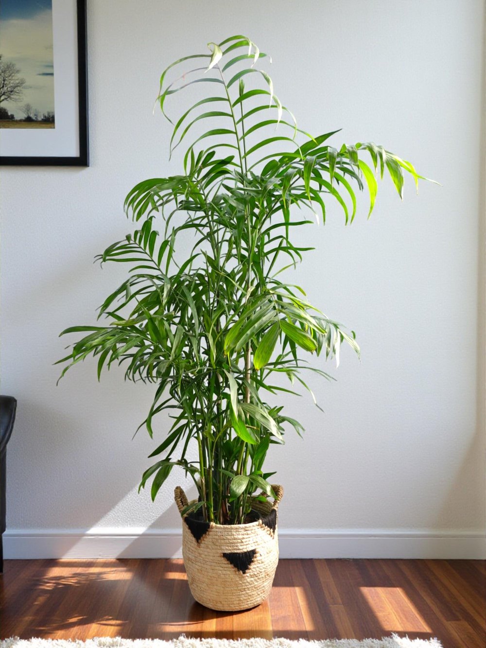 Chamaedorea Seifrizii - Bambu Palmiyesi