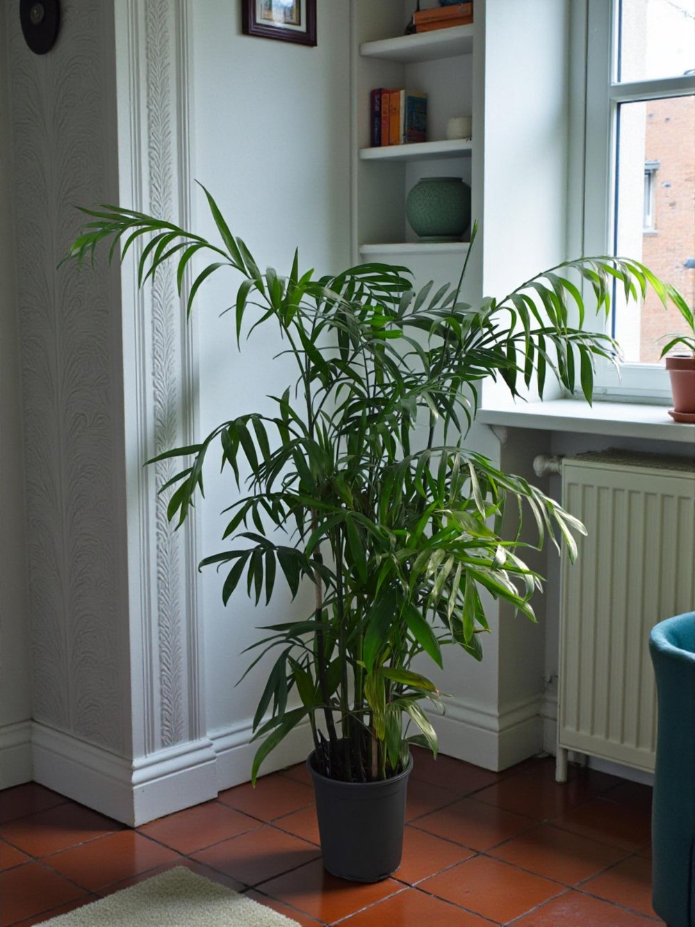 Chamaedorea Seifrizii - Bambu Palmiyesi